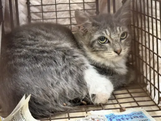 Adoptable Cat