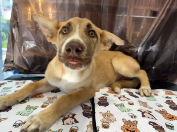Adoptable Dog
