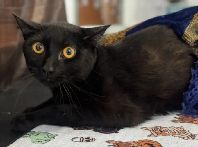 Adoptable Cat