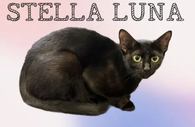 Stella Luna