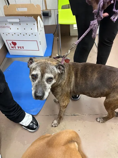 Adoptable Dog
