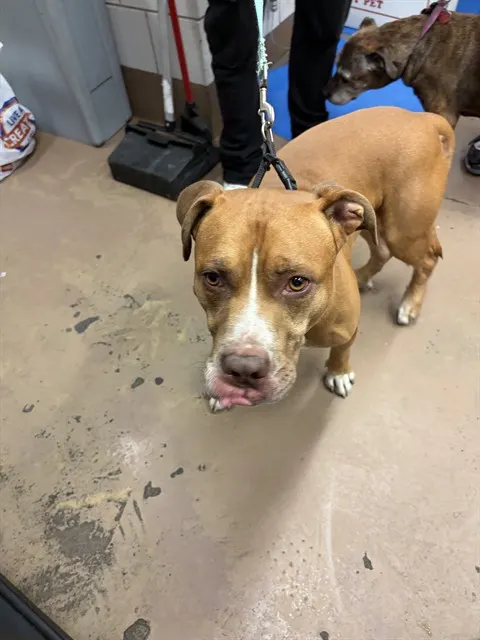 Adoptable Dog