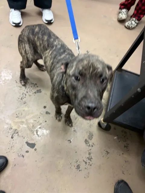 Adoptable Dog