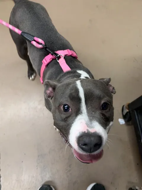 Adoptable Dog