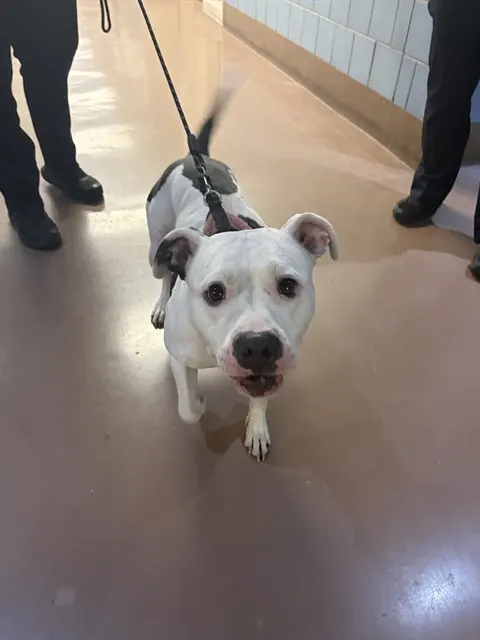 Adoptable Dog