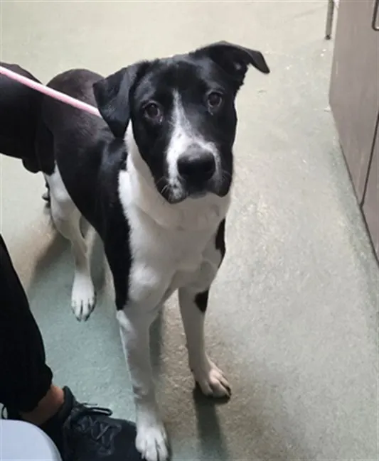 Adoptable Dog