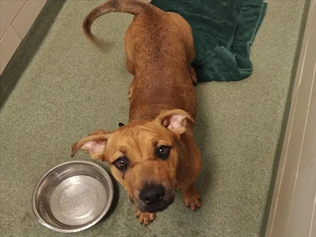 Adoptable Dog