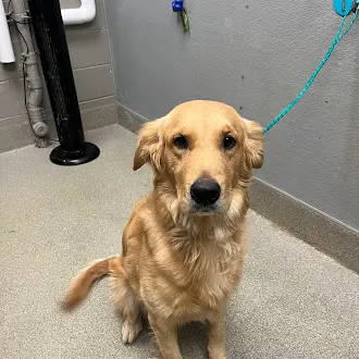 Canelo