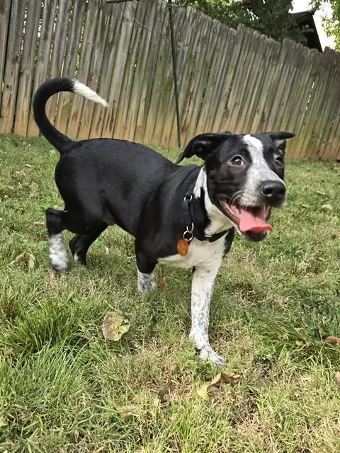 Rowdy Roddy Pupper