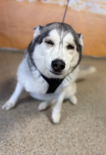Maya