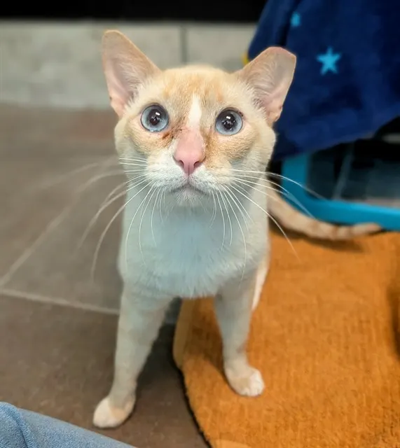 Astro