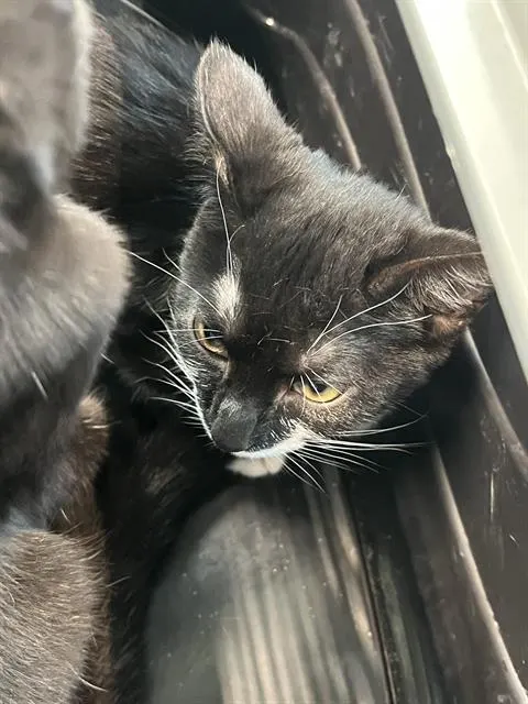 Maggie