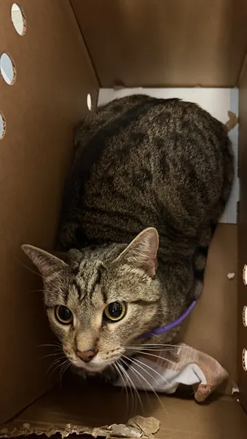 Penelope