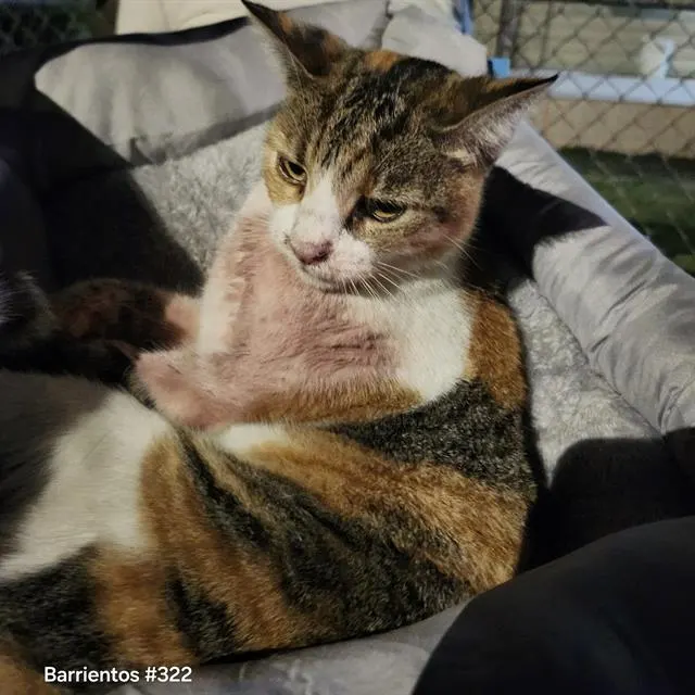 Adoptable Cat