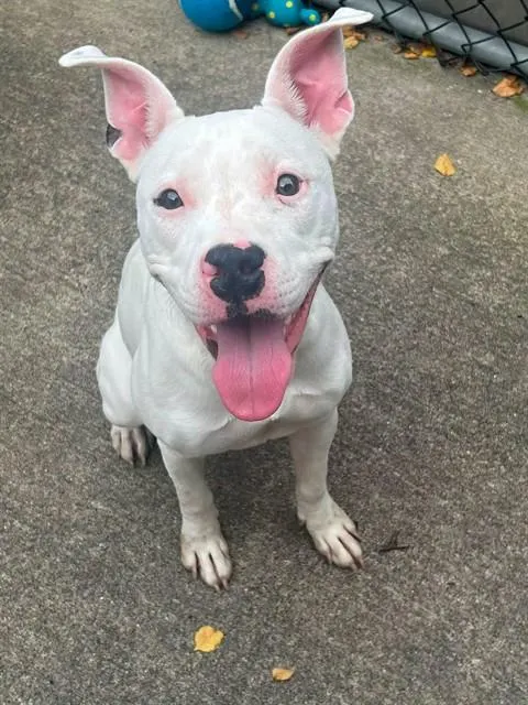 Dottie