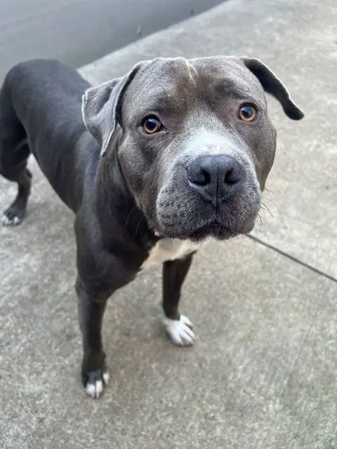 Argos