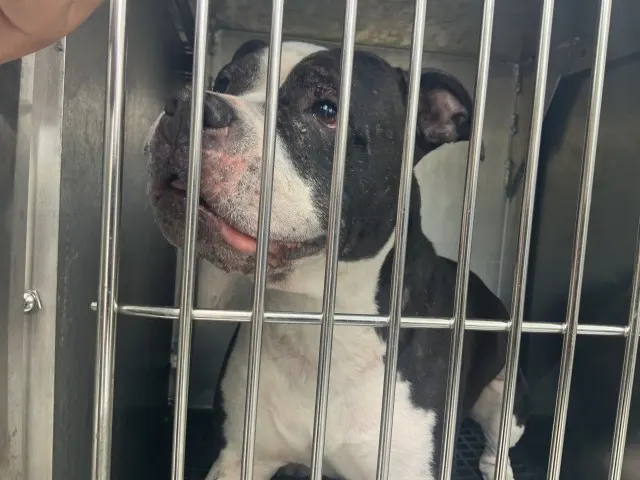 Adoptable Dog
