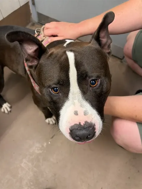 Adoptable Dog