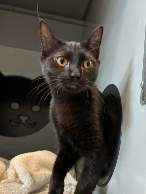 Mercury