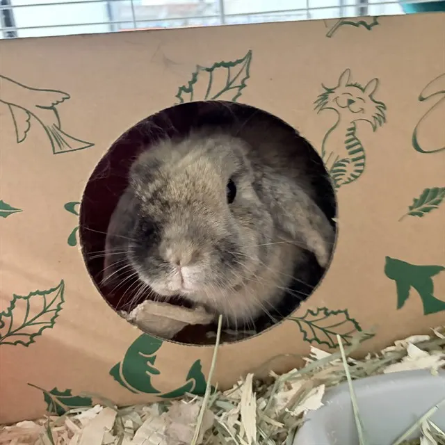 Theodore
