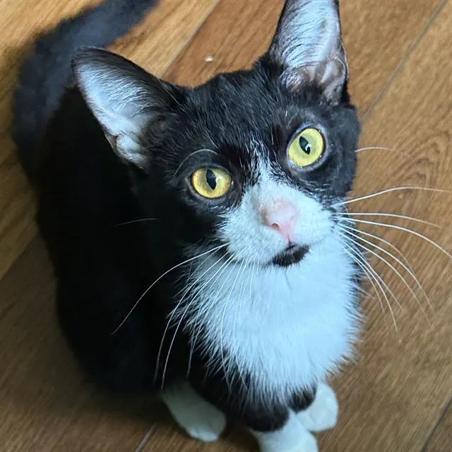 Mittens