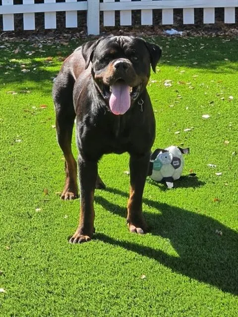 Buddy