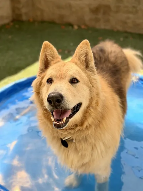 Mufasa