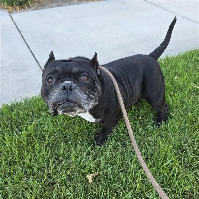 Bubby
