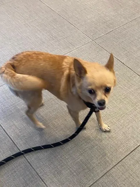 Pixie