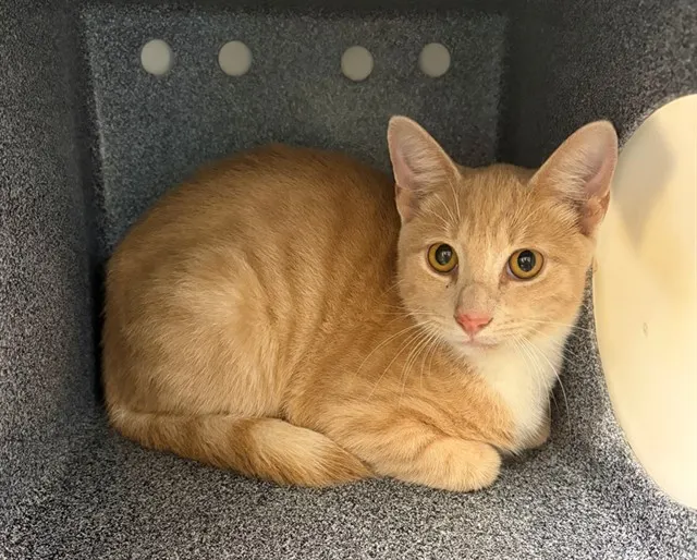 Cheddar