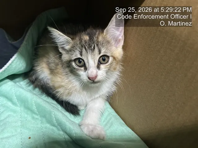 Adoptable Cat