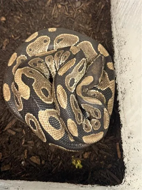 Ball Python