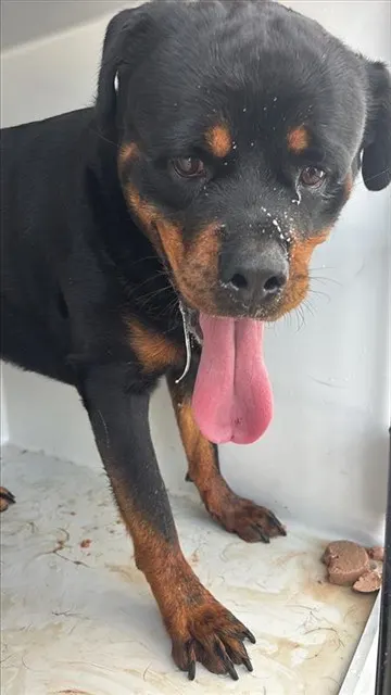Ruger
