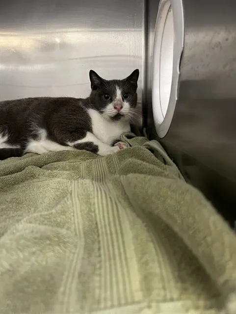 Peanut