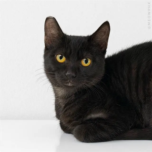 Jiji