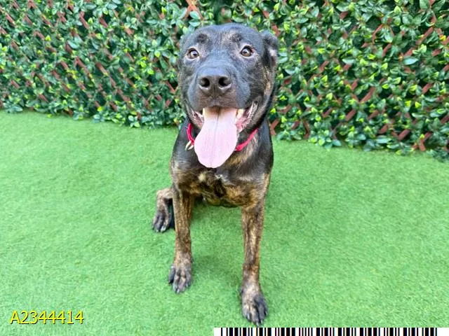 Brynn