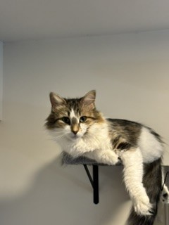 Crumpet
