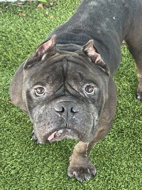 Tyson