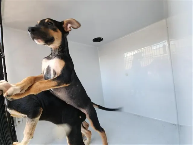 Adoptable Dog