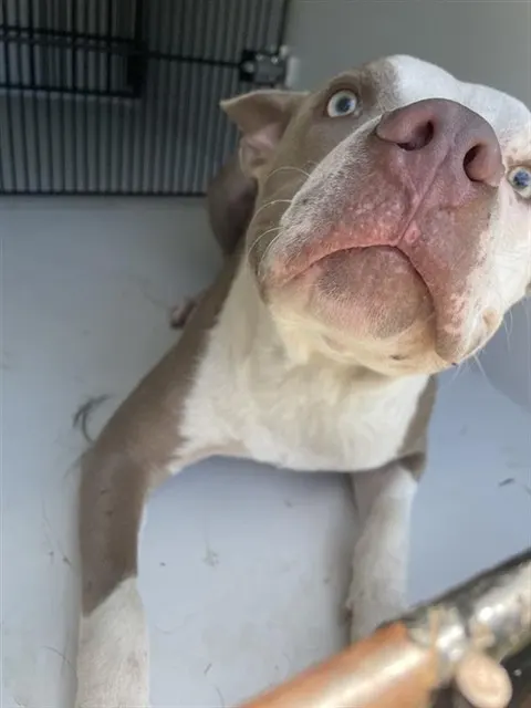 Adoptable Dog