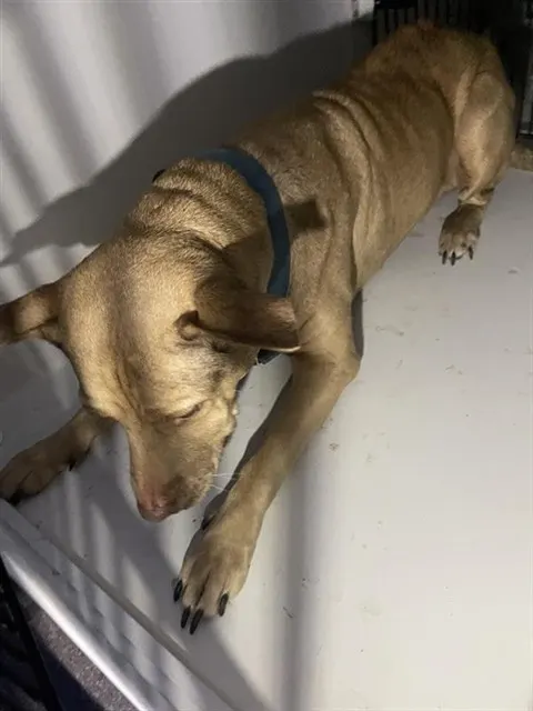 Adoptable Dog