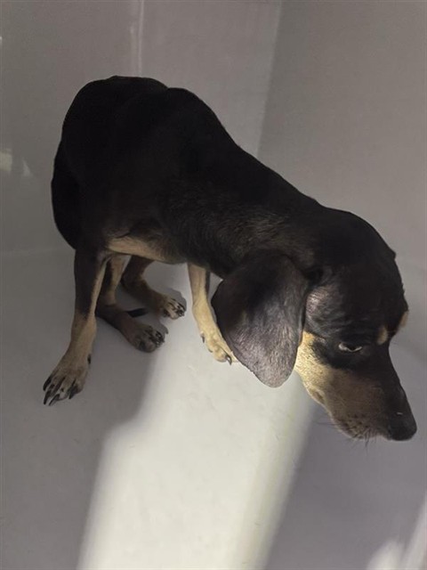 Adoptable Dog