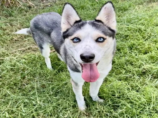 Mia