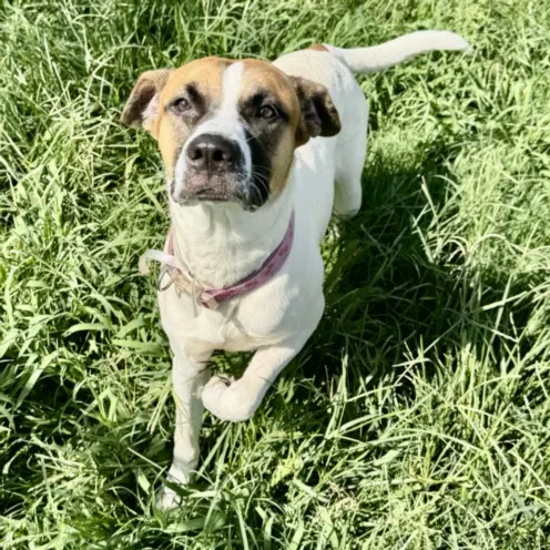 Skye