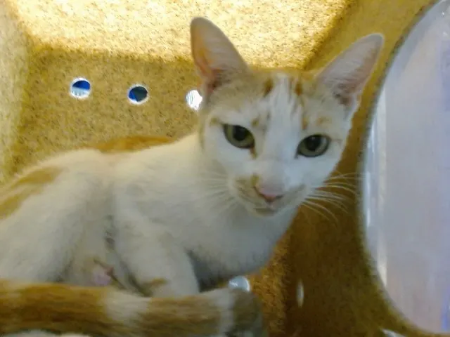 Mama Waffles