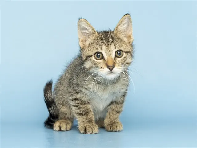Max