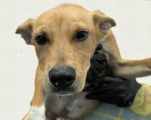 Adoptable Dog