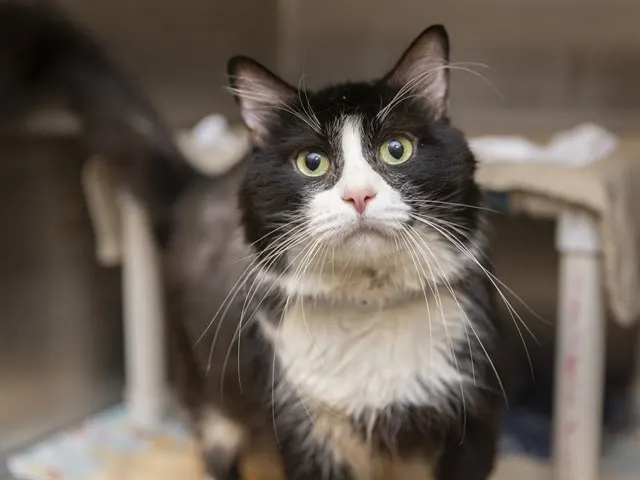 Sylvester