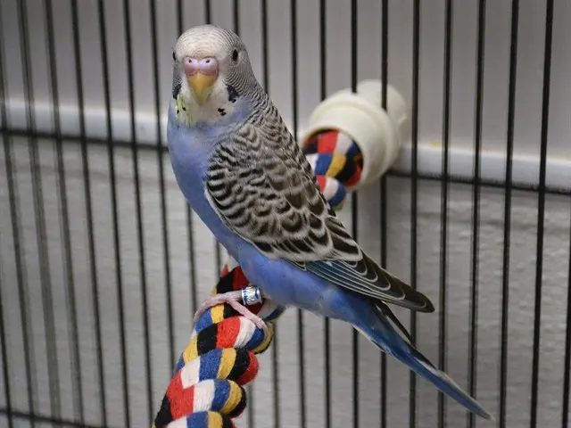 Flighty