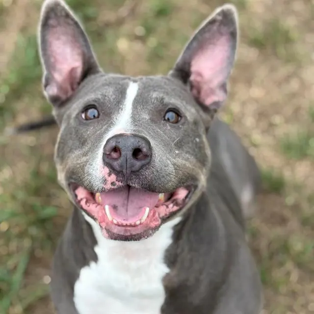 Ruger